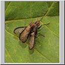 Coremacera marginata - Hornfliege 06.jpg